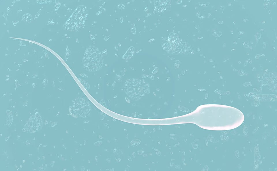 Image of a single sperm without any defects against a blue background