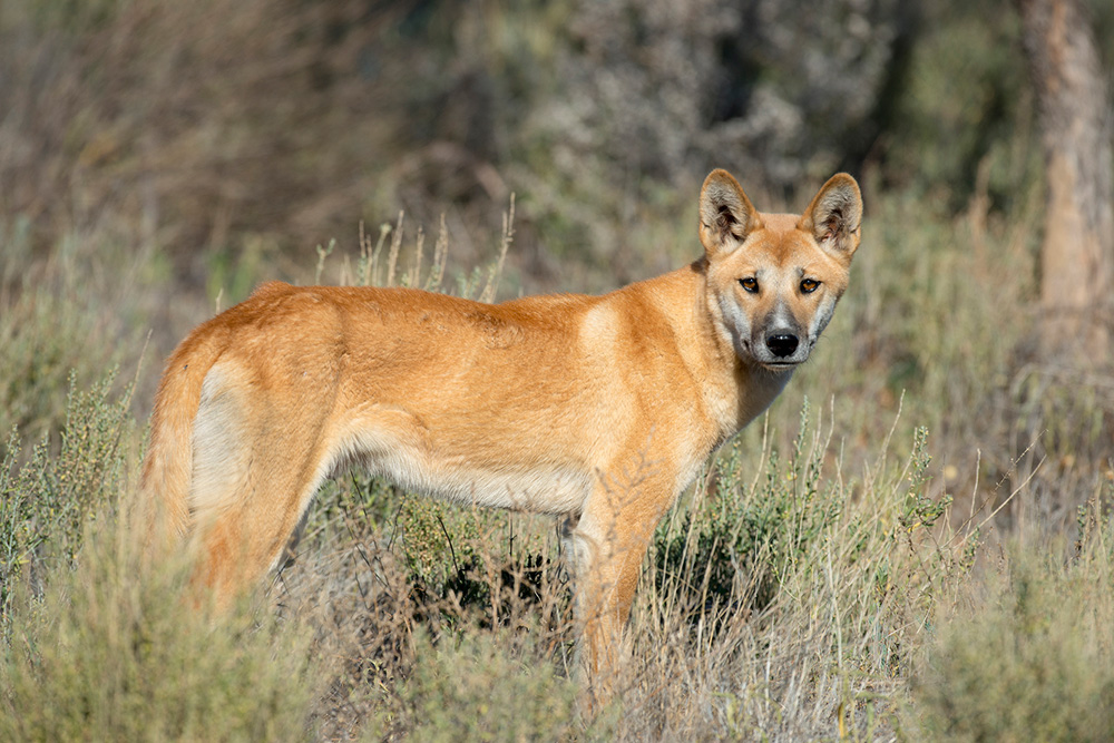 extinct dog breeds