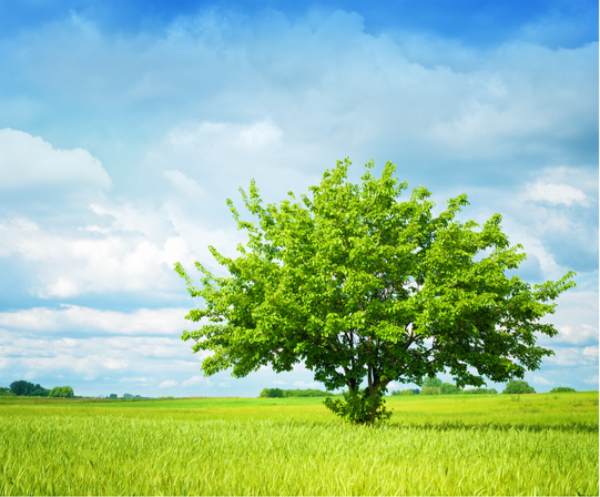 A tree in a field. bright blue sky, green grass