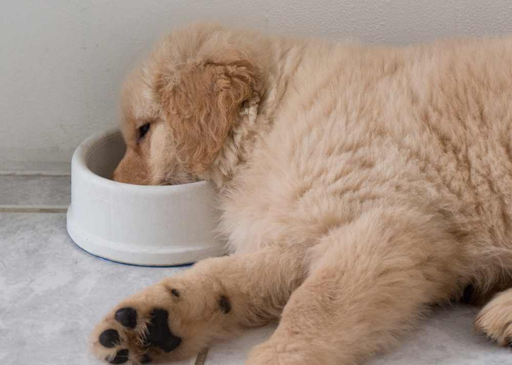 a golden retriever puppy asleep in the food bowl