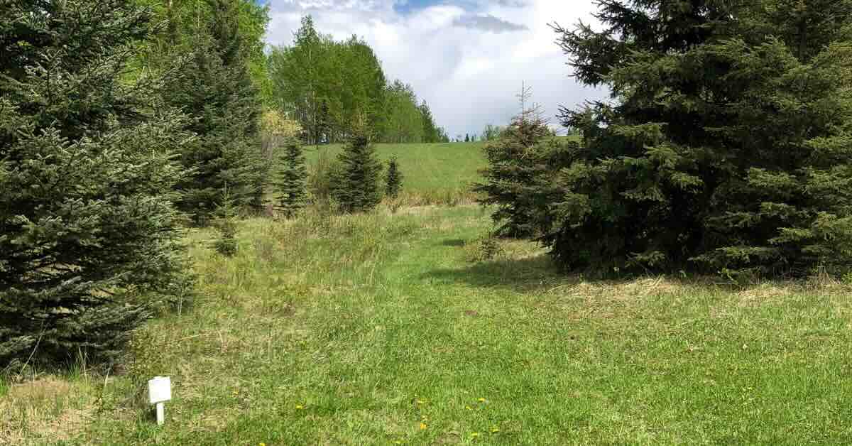 A disc golf fairway between evergreen trees