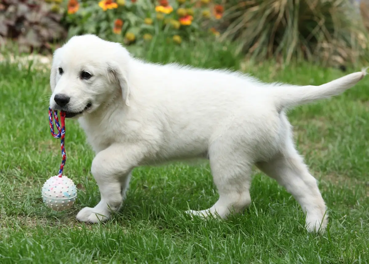englishgolden (1).webp