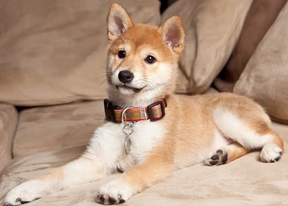 A Shiba Inu puppy lies down with head up looking to the viewer's left