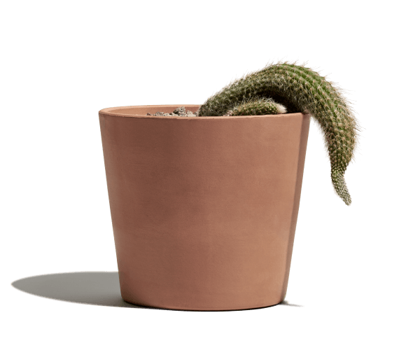 floppy cactus