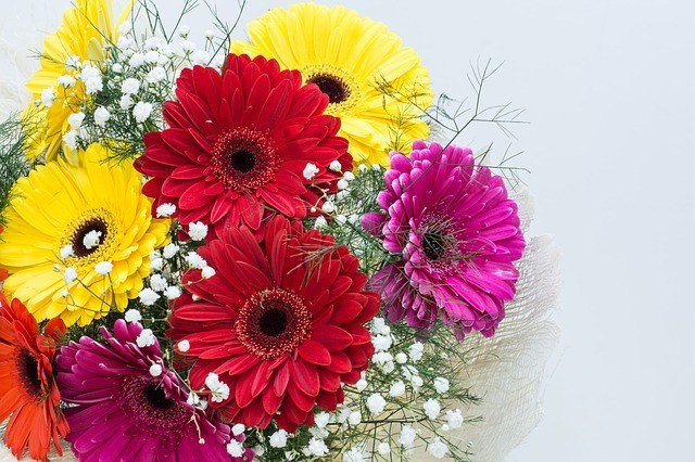 Gerbera Daisies