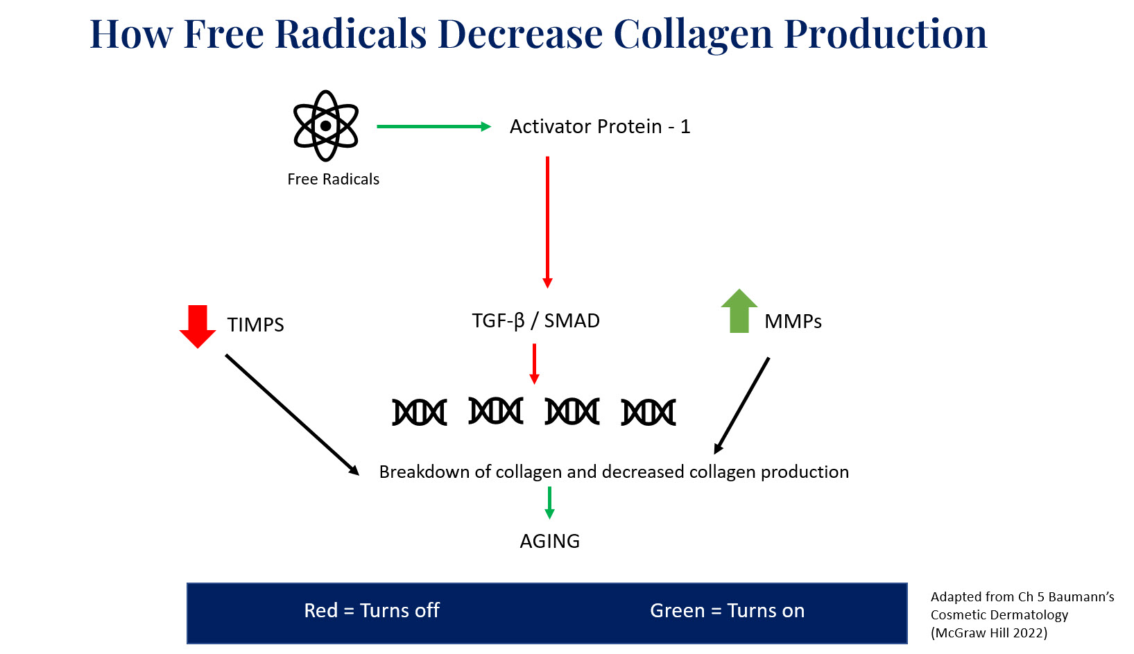 how free radicals decrease collagen production