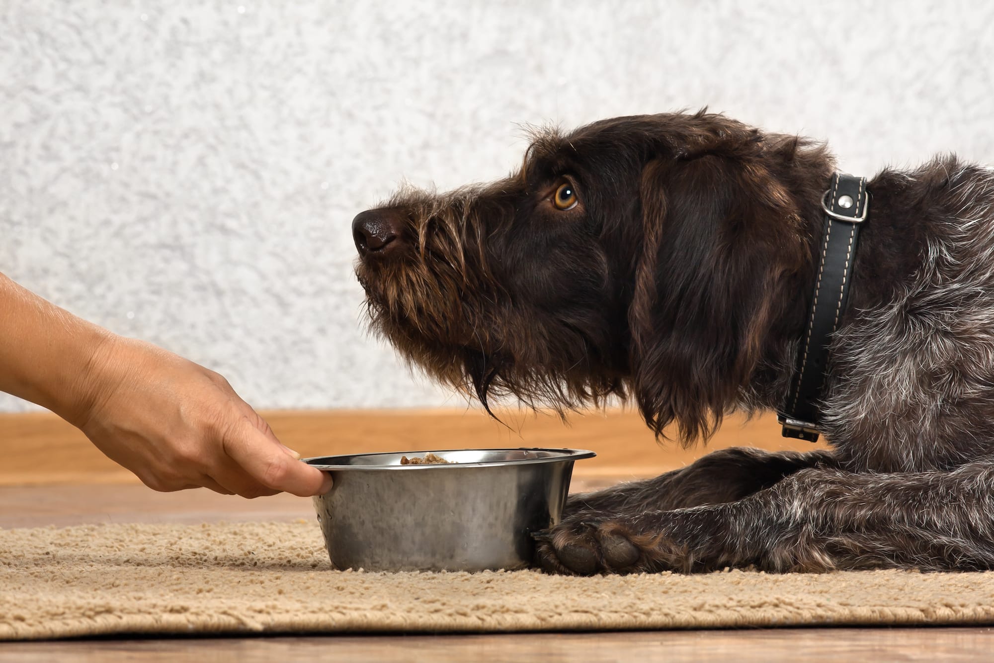 can dog treats make a dog sick