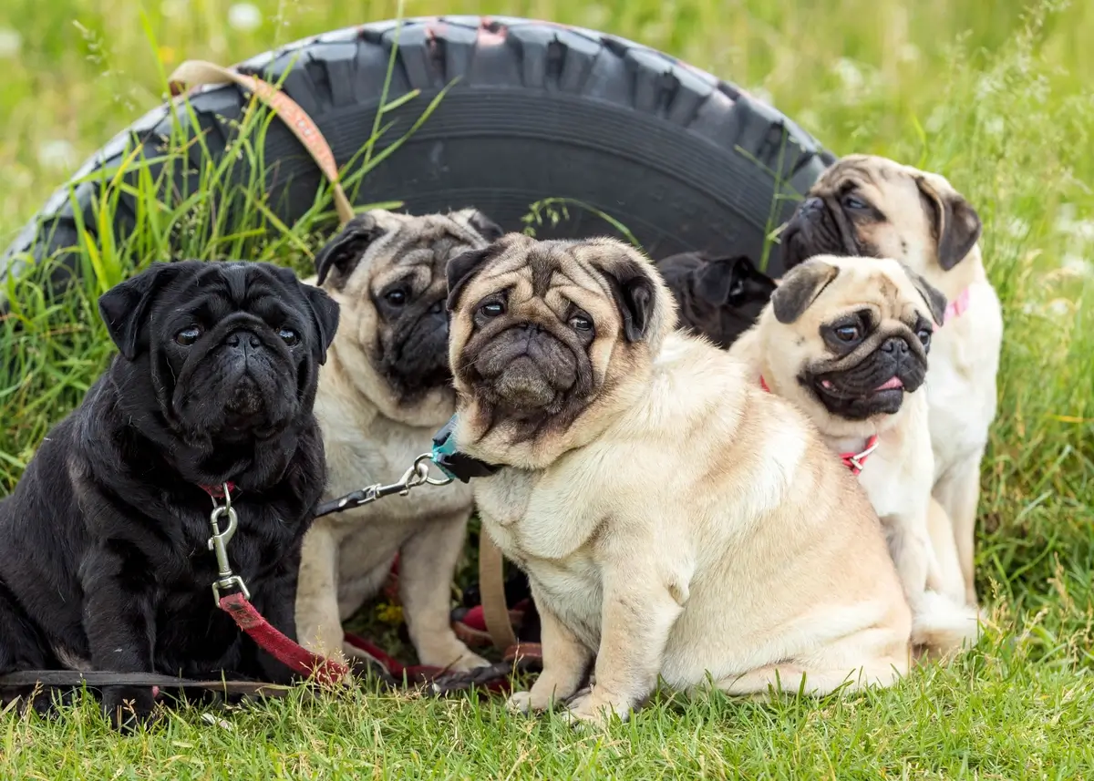 A grumble of Pugs sit in front of a tire