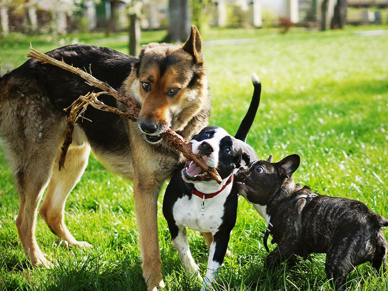 EXPLORE ALL DOG PUPPY BREEDS visual data 4