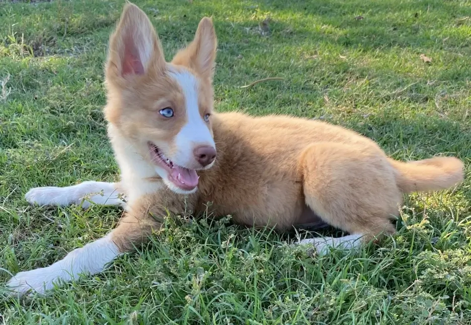 james.bordercollie (1).webp