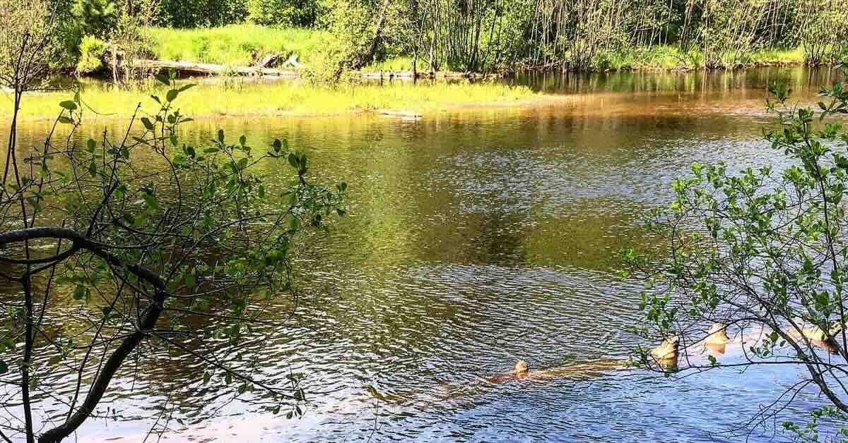 A tree in brown water; river banks with green shrubbery