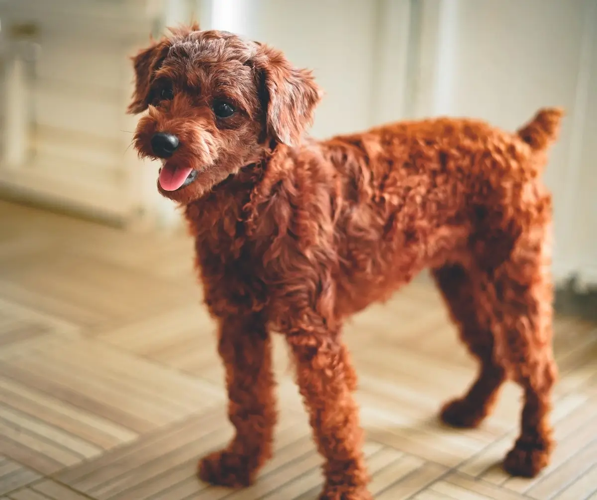 Untitled design (3)1 (1).webp