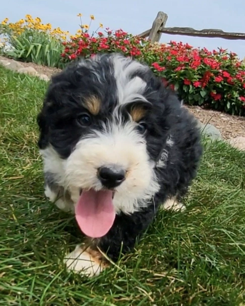 minibernedoodle.happy.webp