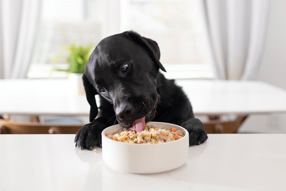 why does your dog bark at his treats