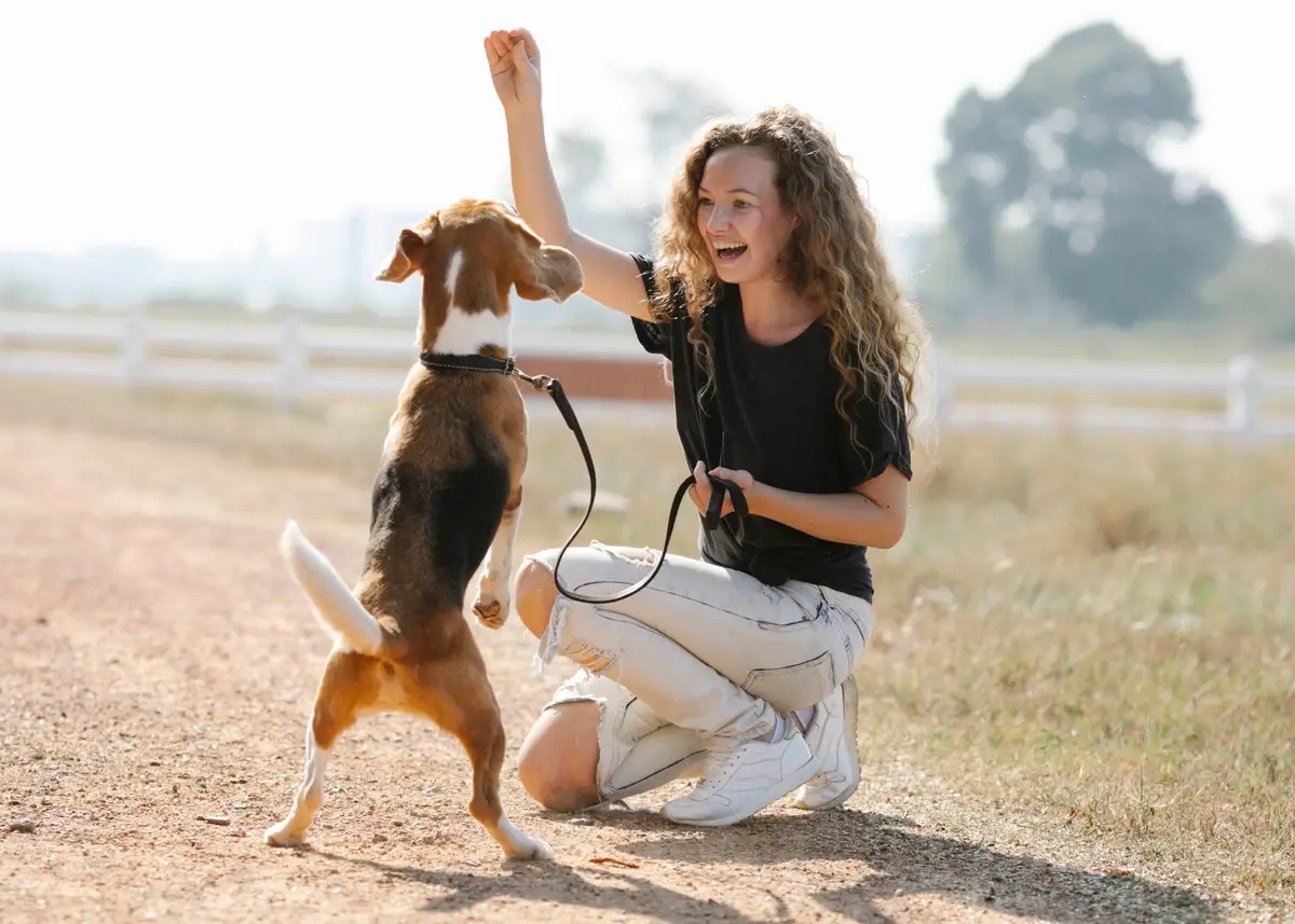 a crouching woman holds up a treat above a beagle standing on its back legs outside