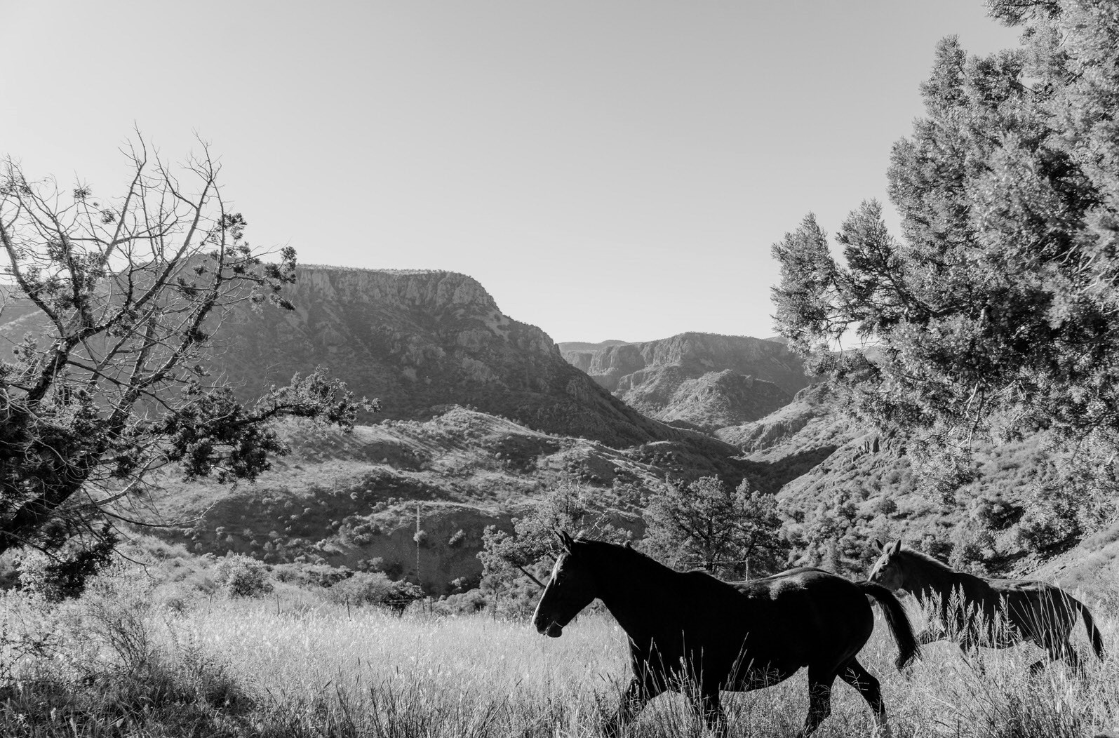 Horses Black and White.jpg