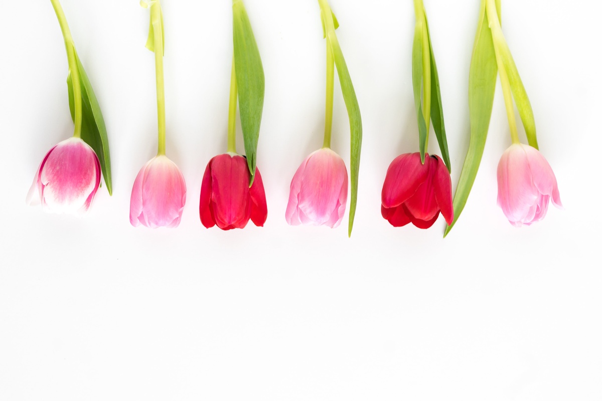What Do Tulips Mean?