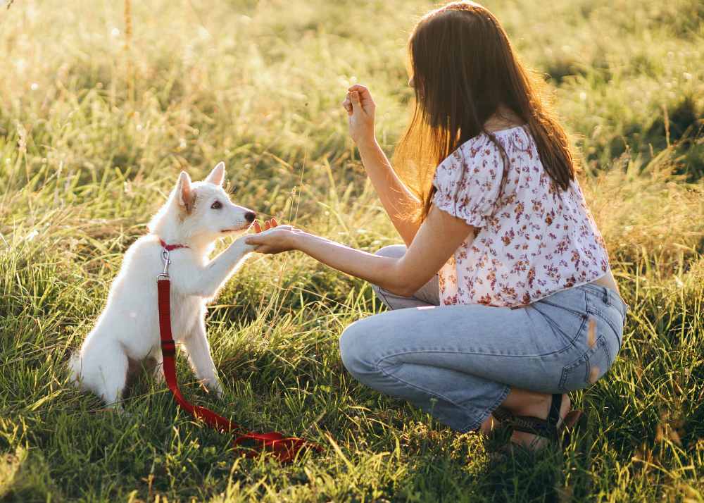 A woman gives a treat to a white puppy in the sit position