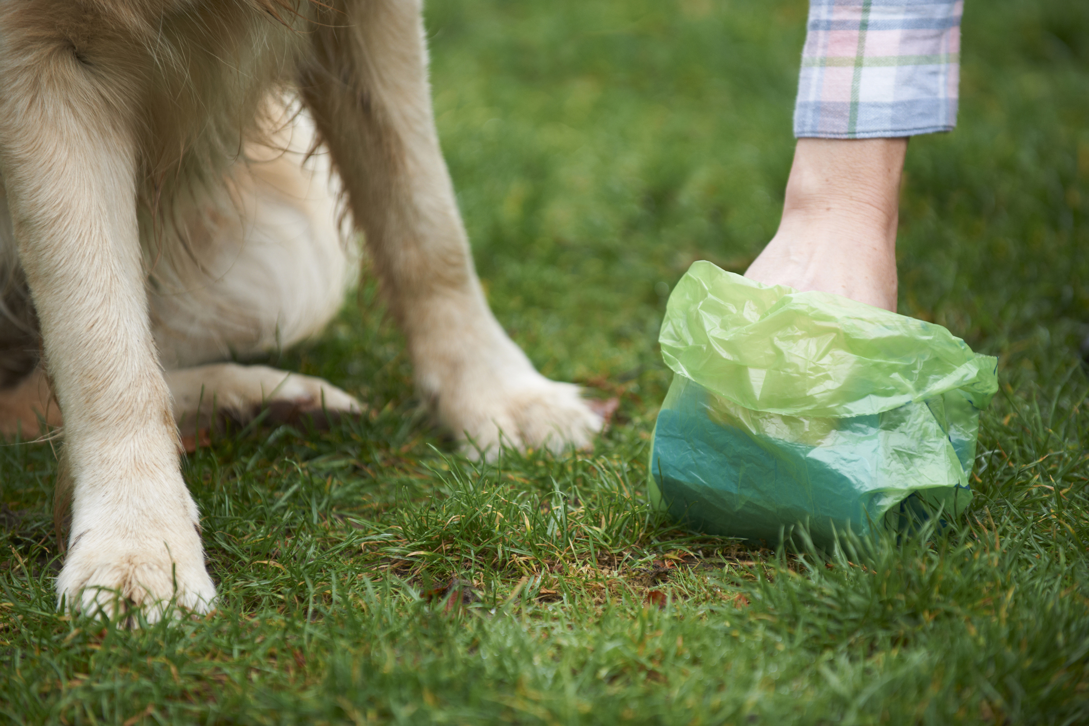 Do dogs need grass backyard