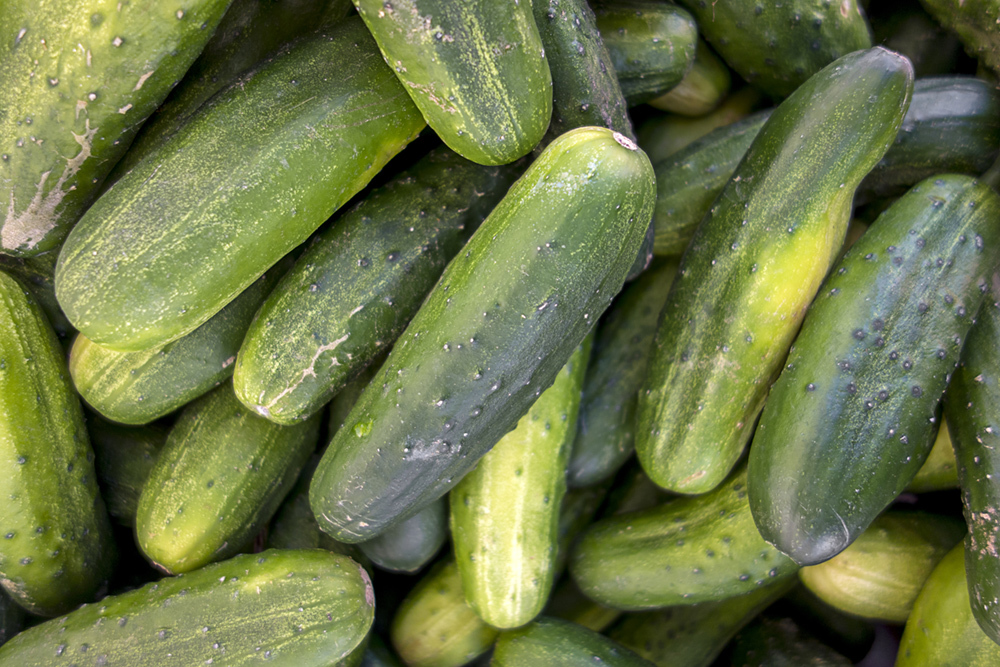 are cucumbers safe for dogs to eat