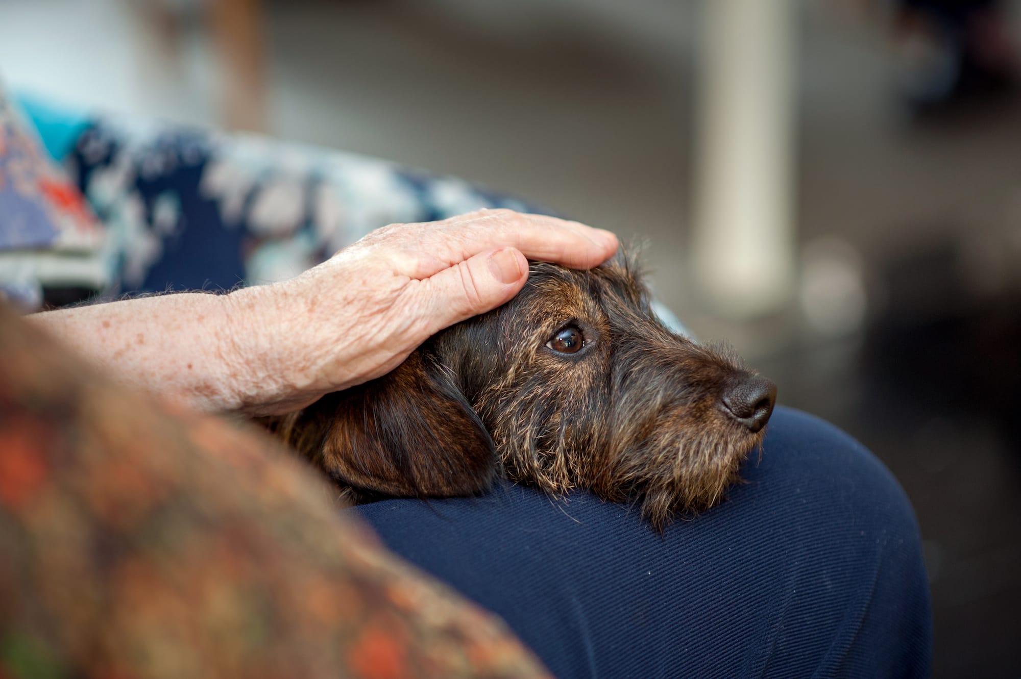 how many calories does an old dog need