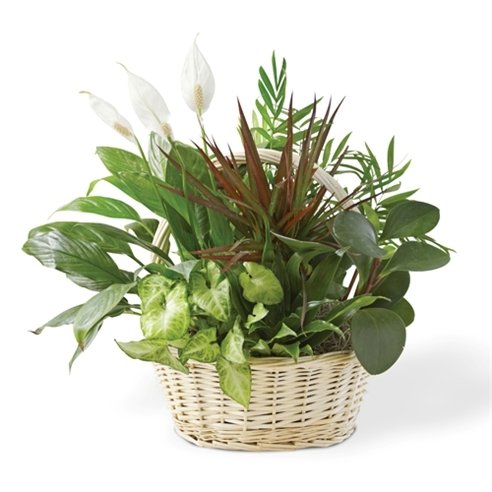 green plant dish garden and plants sa...