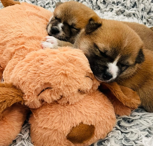 snugglepuppypups.webp
