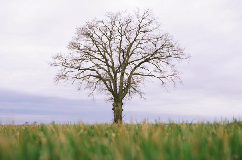 Single tree in a field