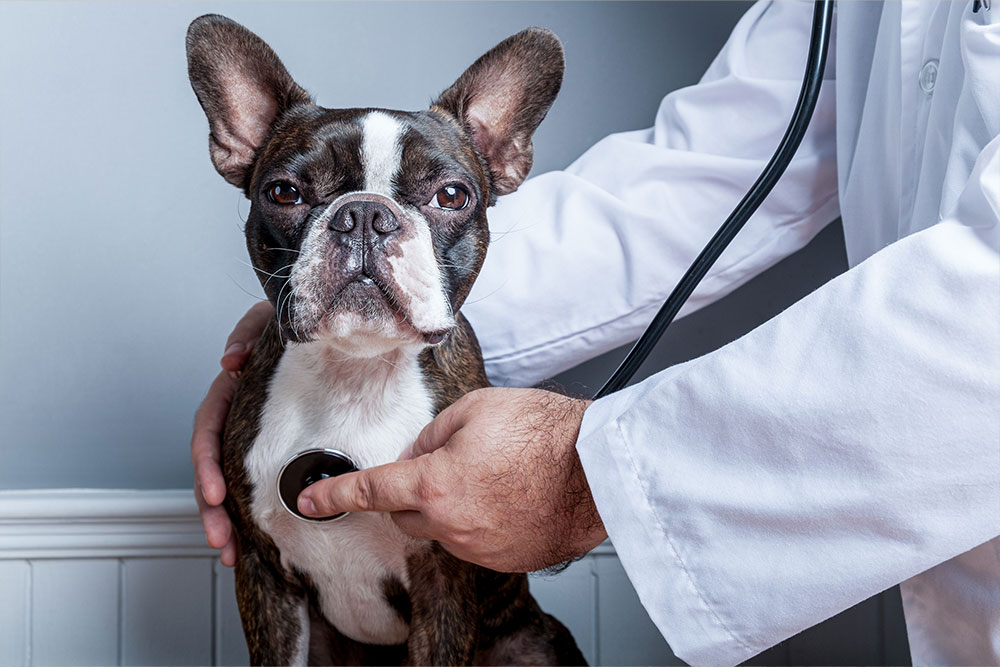 Certified shop dog nutritionist