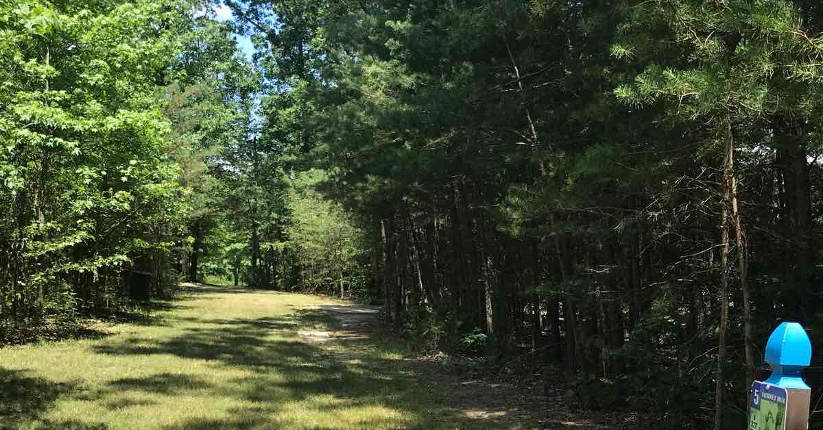 A grassy, narrow disc golf fairway lined by thisck, young woods