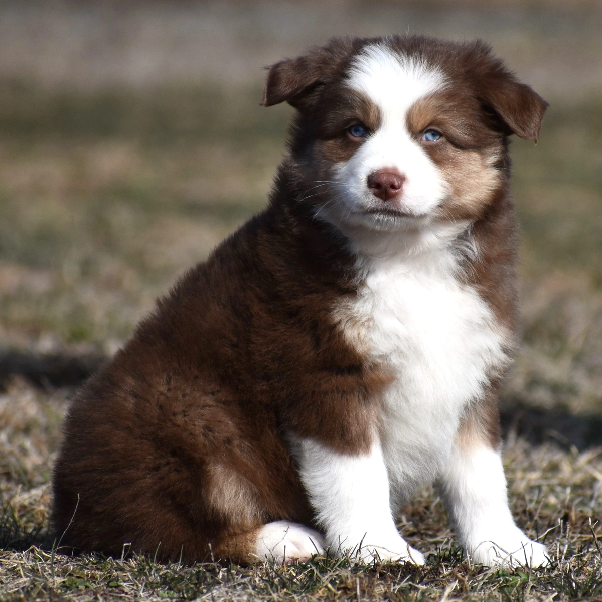 australian shepherd