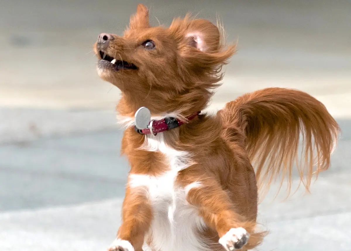 dog.intently.jumping (1).webp