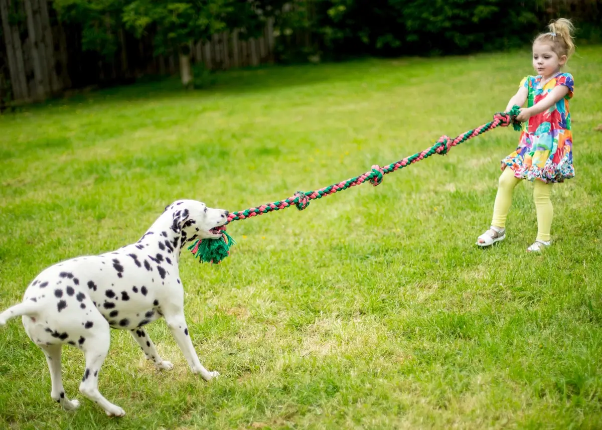 dalmatian.tugofwar (1).webp