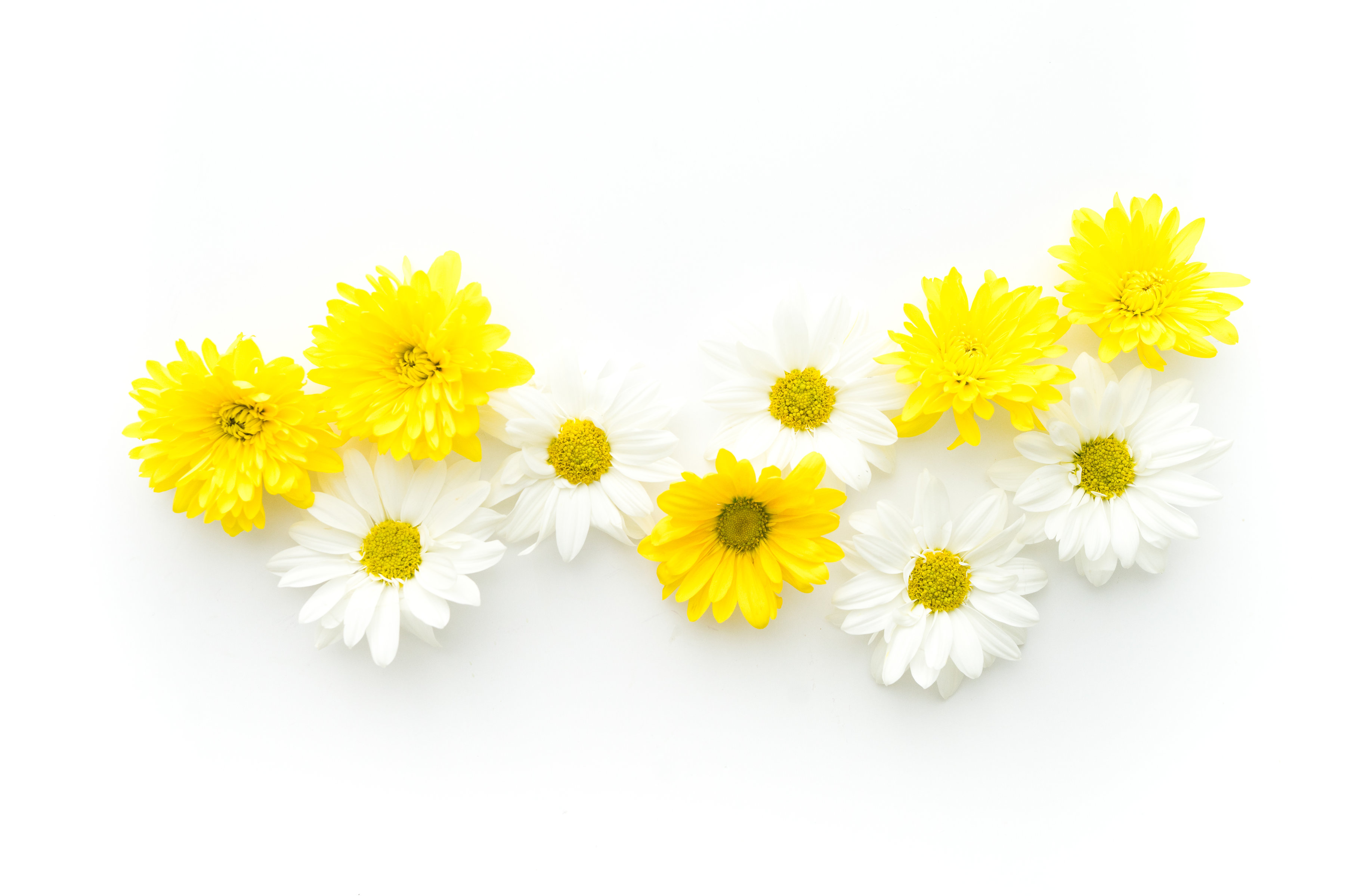 Daisy Computer Wallpaper.jpg