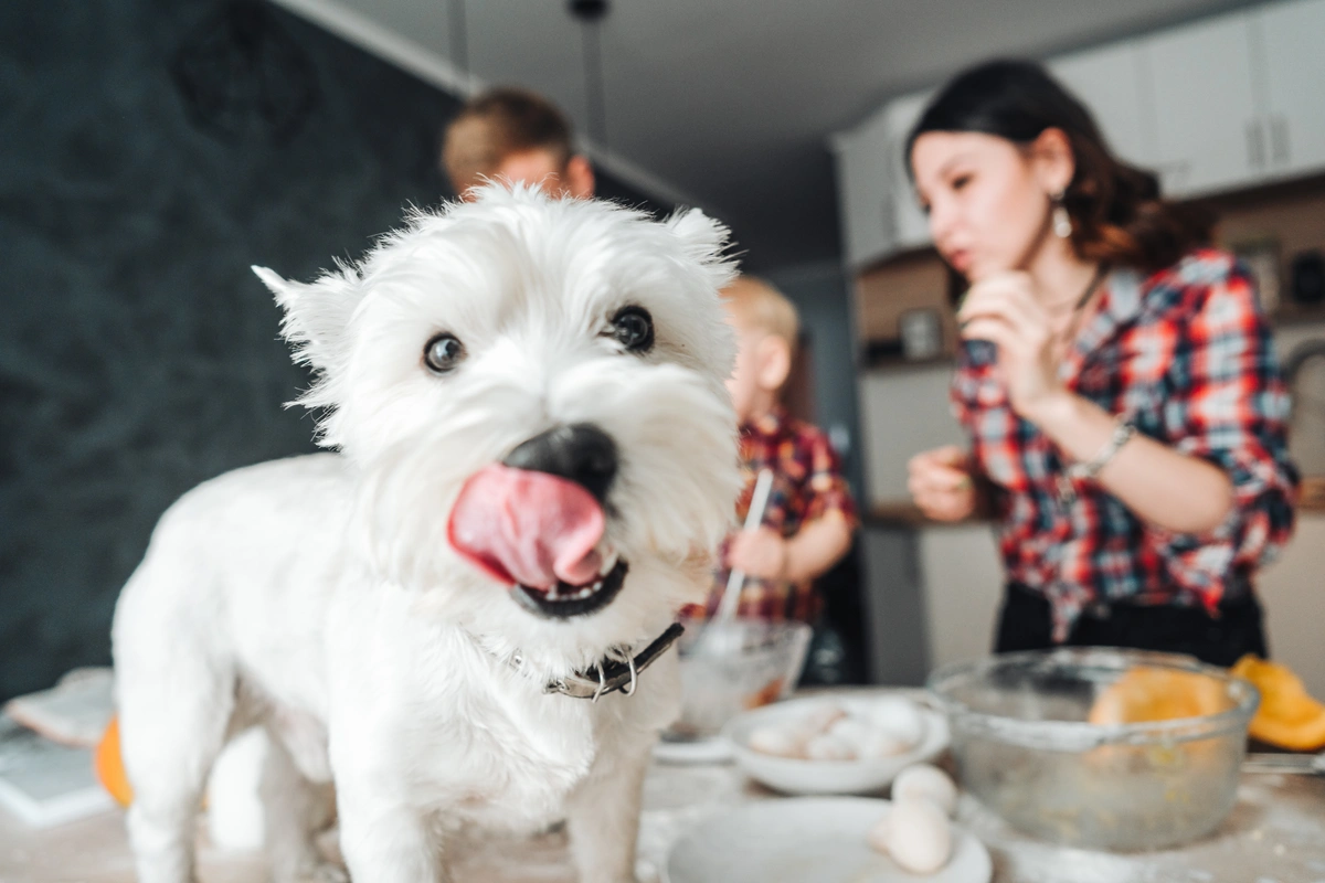 A small, white puppy licks its lips with its pink tongue while a couple cook a meal in the background.