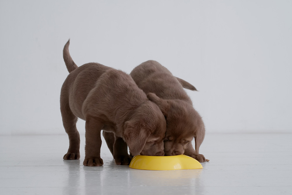 cleaning your dog's dishes