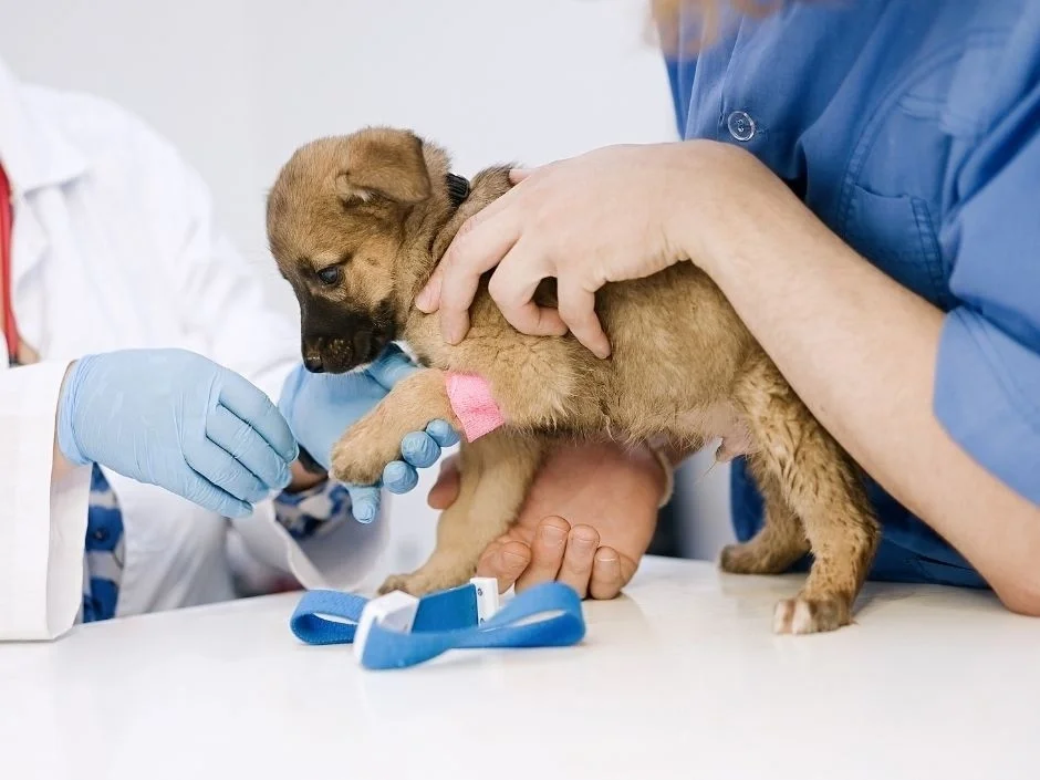veterinarian examines black mouth cur puppy's legs and kneecaps for luxating patella