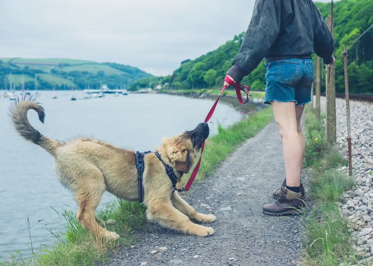 leash.pulling (1).webp