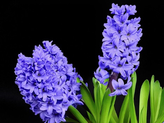 Most Popular Flowers To Give As Gifts For Easter