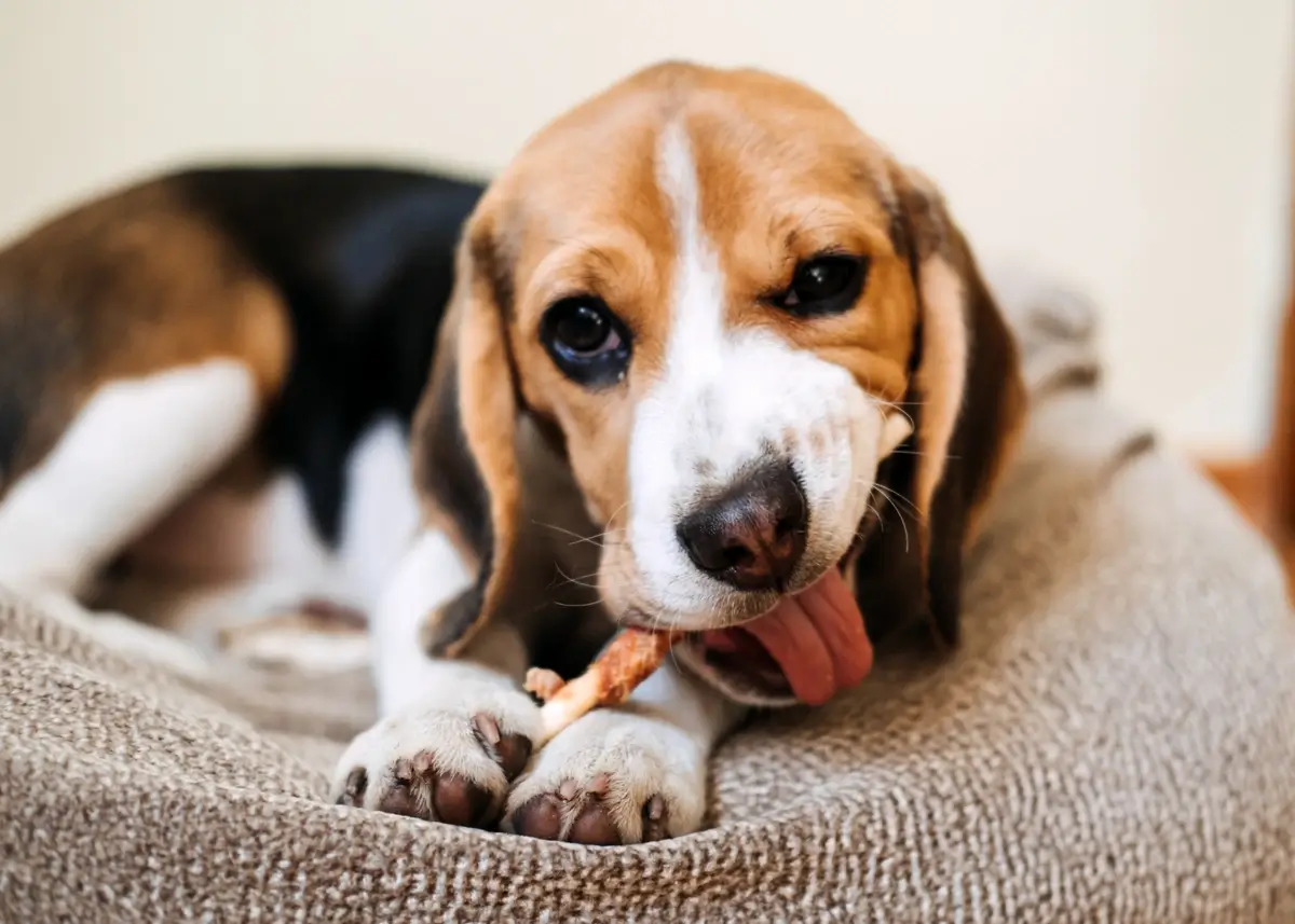 beagle.treat (1).webp