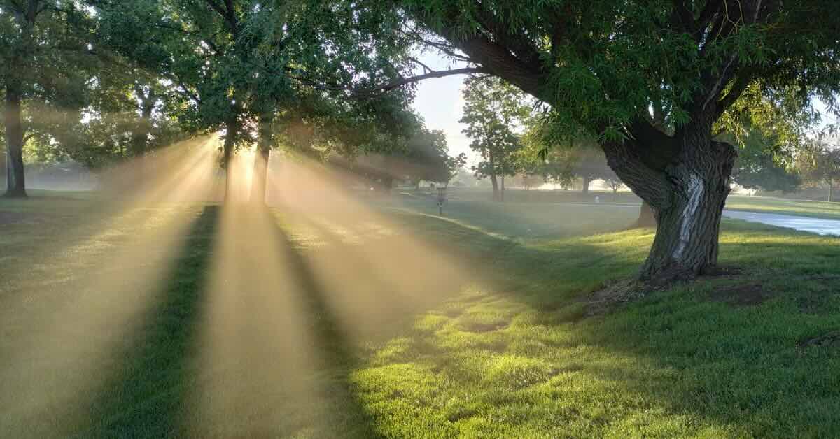 Sun coming through trees and morning mist