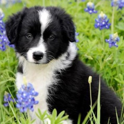 border collie