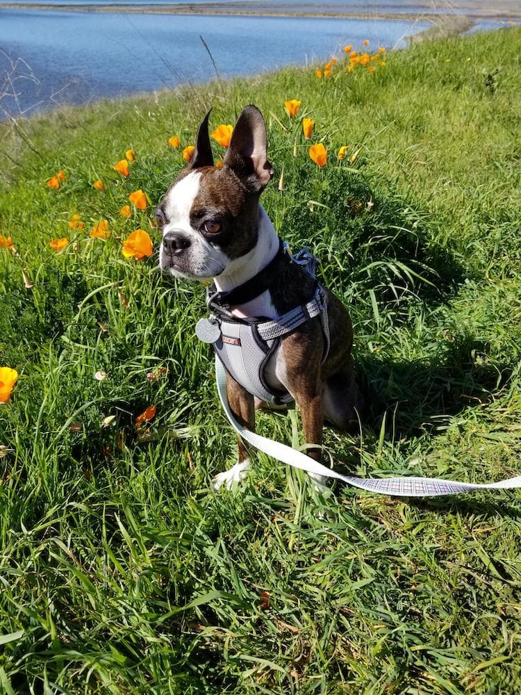 Boston terrier hotsell food allergies