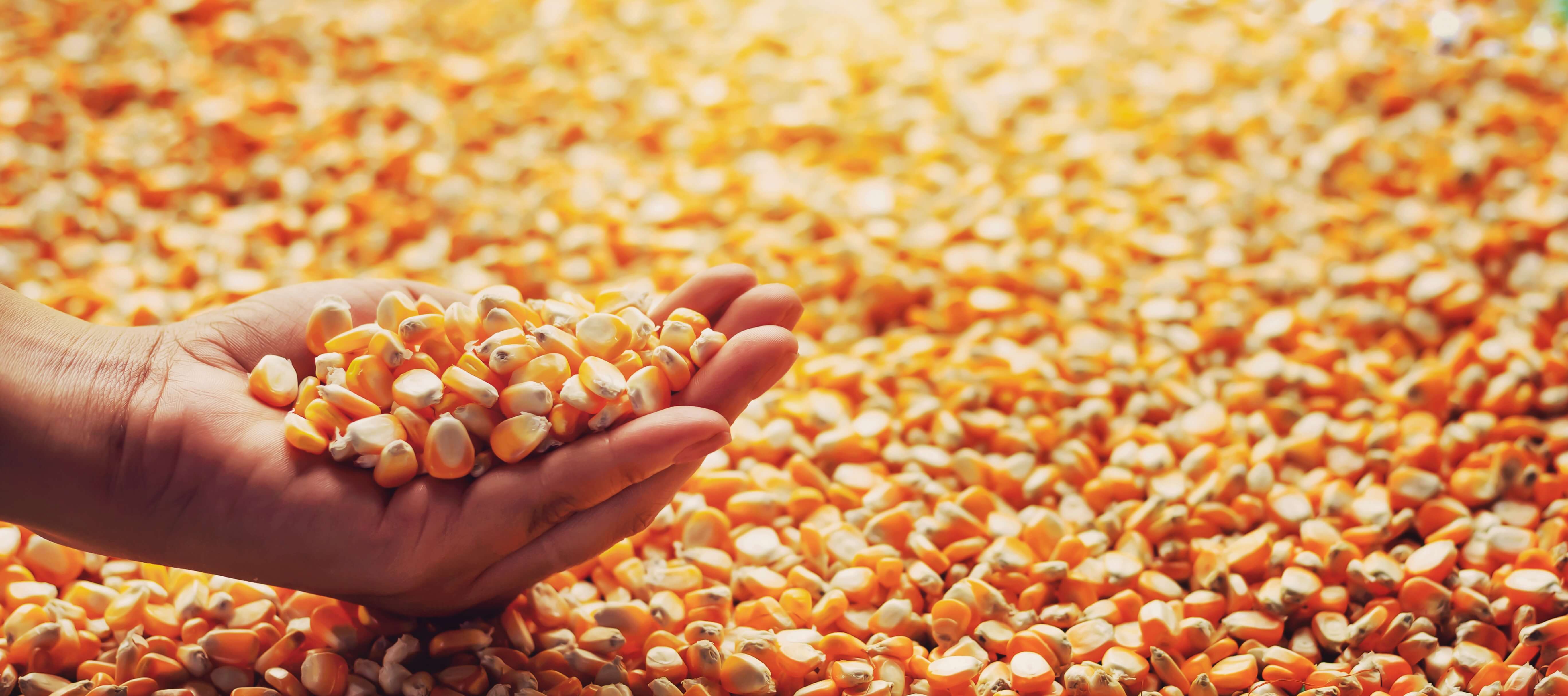 hand with corn kernels