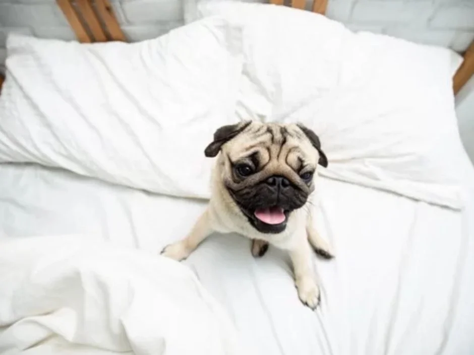Fawn Pug resting on a couch or floor inside an apartment facing the camera