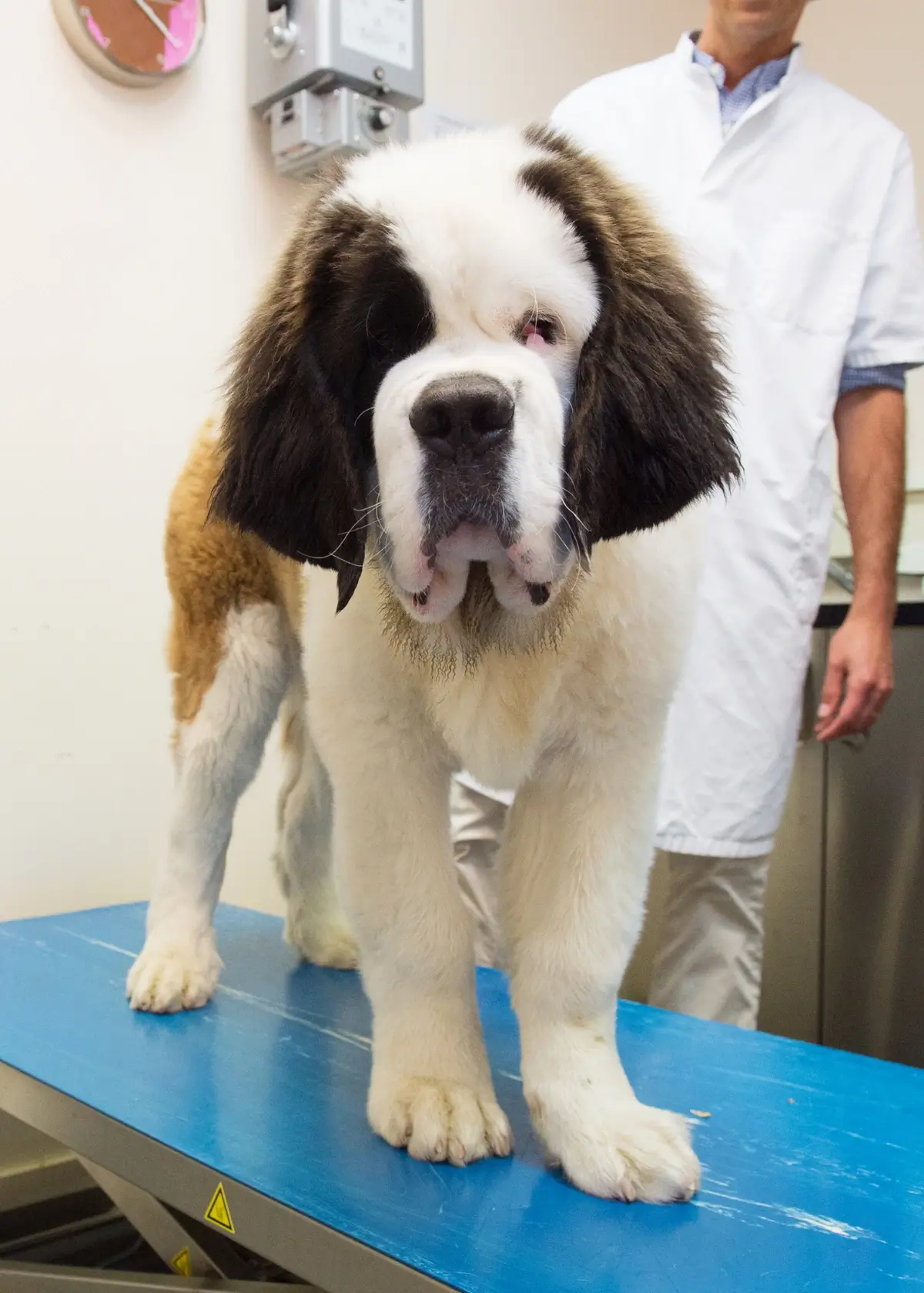 The Ultimate St. Bernard Puppy Ownership Guide