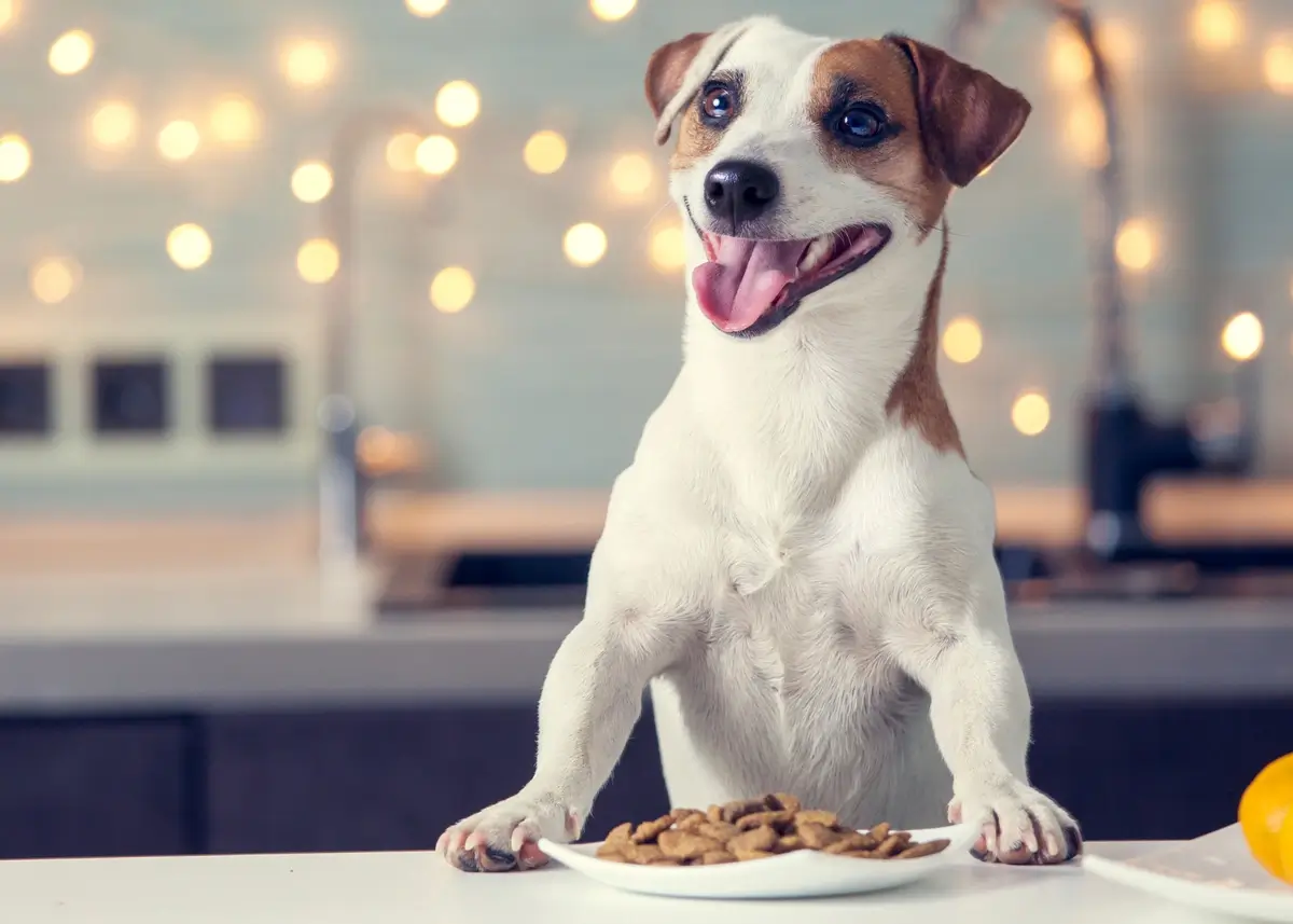 dogfoodplate (1).webp