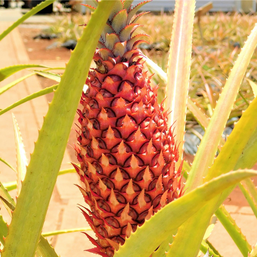 Pineapple at the Dole Plantation in Wahiawa, Hawaii