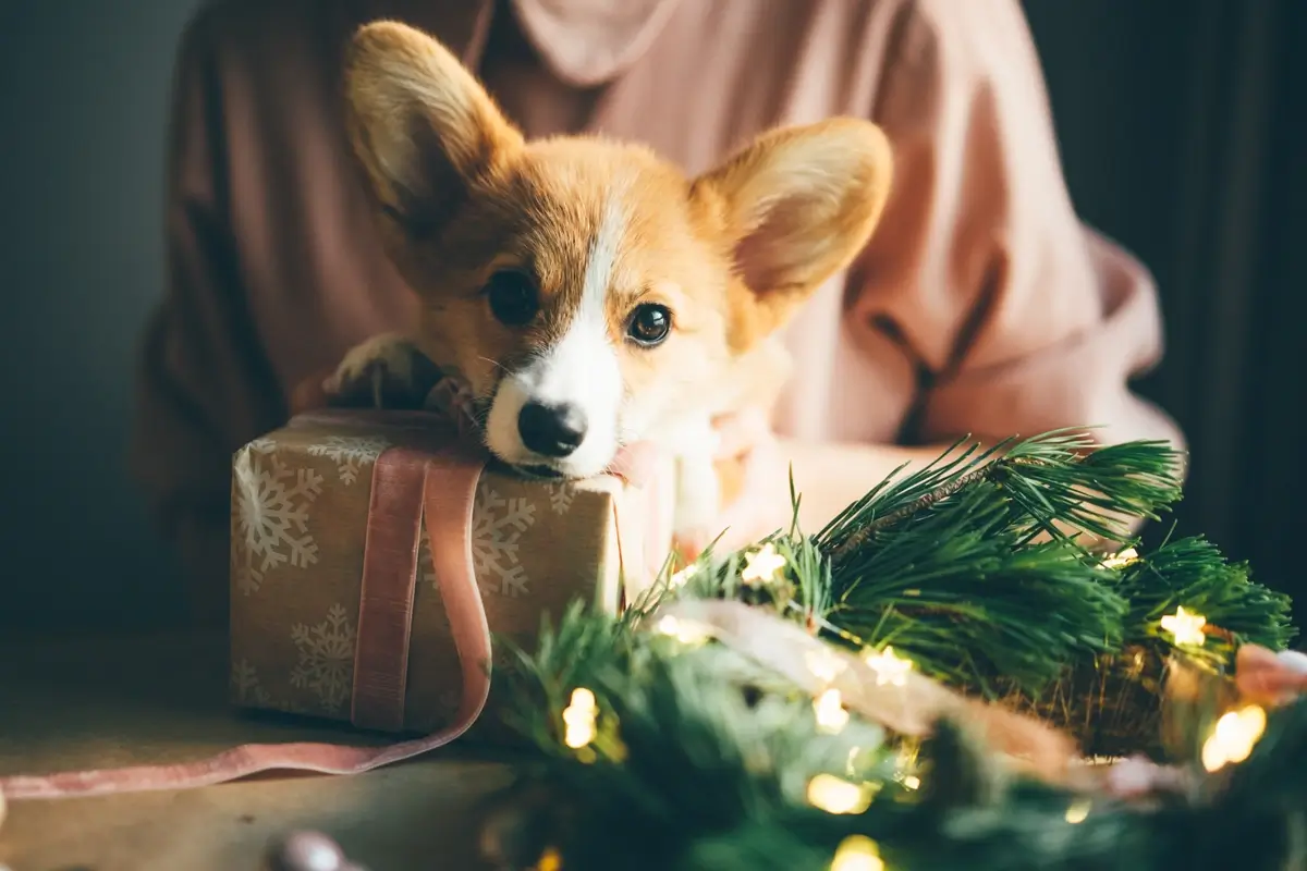 corgi.present (1).webp