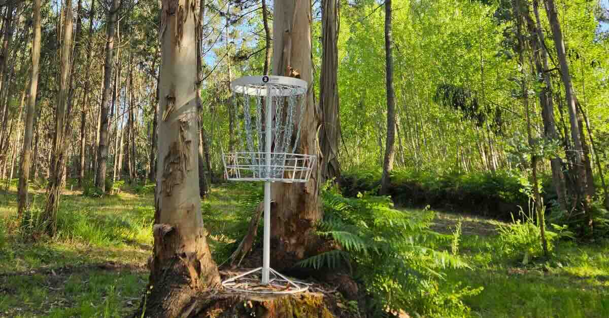 A white disc golf basket in a wooded area